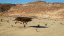 Acacia Tree